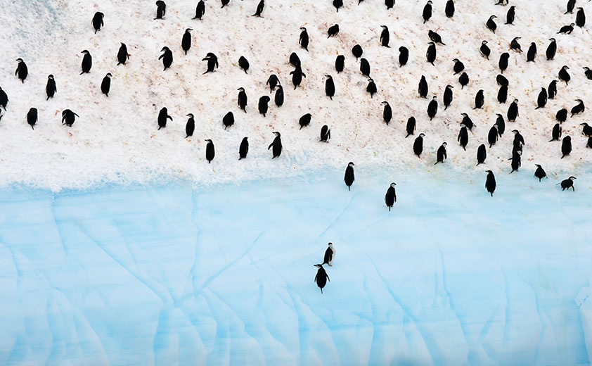 penguins on glacier