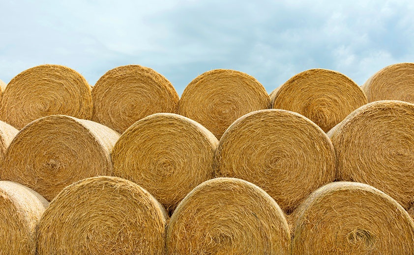 Stacked hay balesafter the harvest, winter fodder for animals..