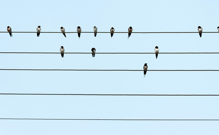 birds on horizontal wires