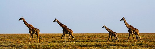Giraffes