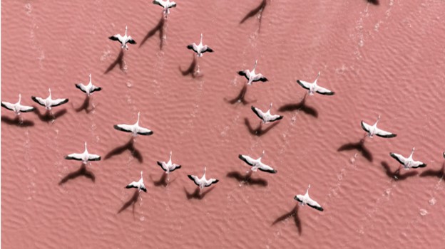 Flock of birds.